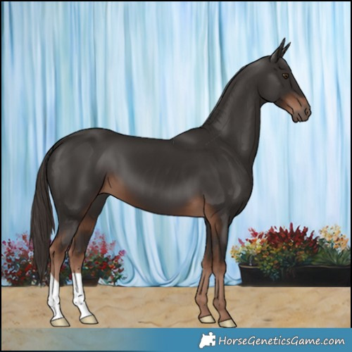 Horse Color:Liver Chestnut 