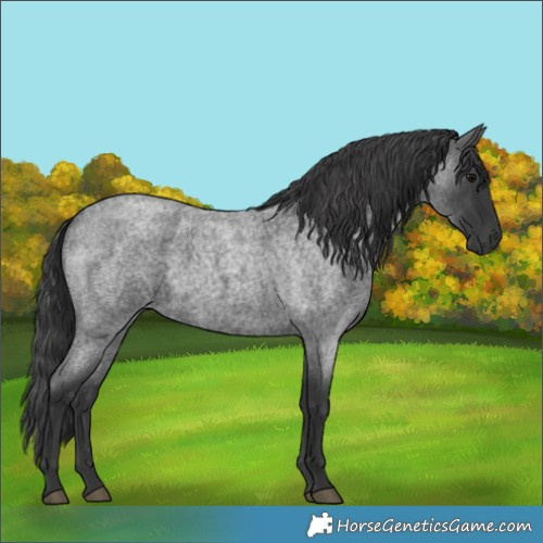 Horse Color:Blue Roan