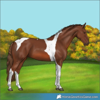 Horse Color:Chestnut Tobiano 
