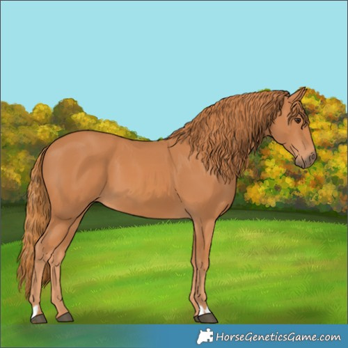 Horse Color:Chestnut 