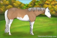 Horse Color:Silver Buckskin Splash 