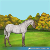 Horse Color:Silver Blue Roan 
