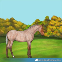 Horse Color:Silver Bay Roan 