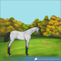 Horse Color:Blue Roan 