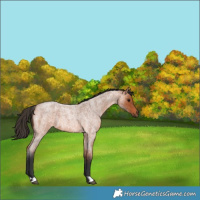 Horse Color:Bay Roan 