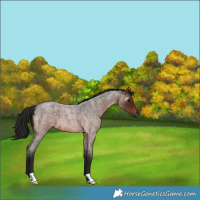 Horse Color:Gray Bay Roan 