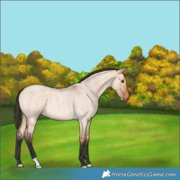 Horse Color:Bay Roan Dun 