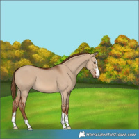 Horse Color:Red Dun 