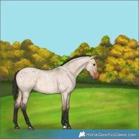 Horse Color:Bay Roan Dun 