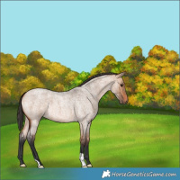 Horse Color:Bay Roan Dun 