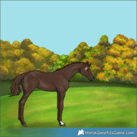 Horse Color:Gray Chestnut 