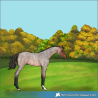 Horse Color:Bay Roan 