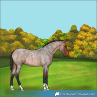 Horse Color:Bay Roan 