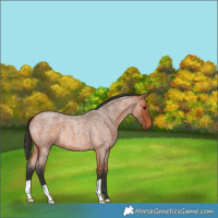 Horse Color:Bay Roan 