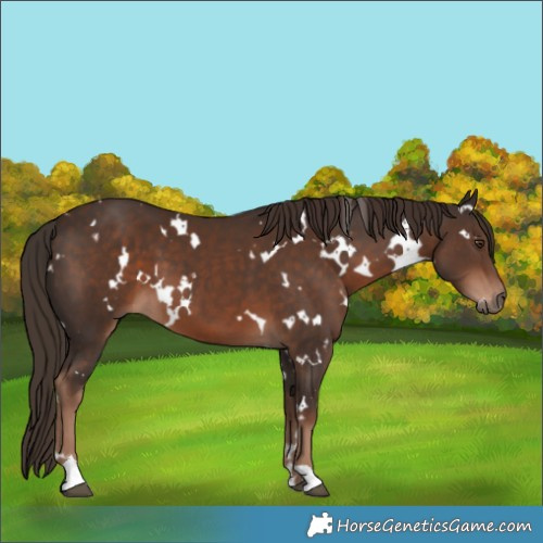 Horse Color:White Spotted Liver Chestnut 
