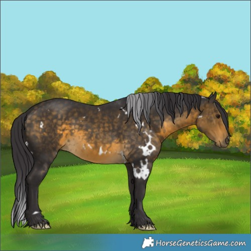 Horse Color:White Spotted Buckskin 