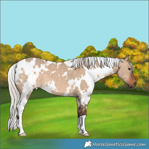 Horse Color:White Spotted Silver Brown Dun 