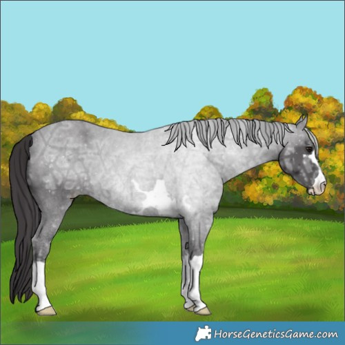 Horse Color:Smoky Black Ice 