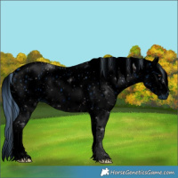 Horse Color:ERROR: UNKNOWN ANOMALY