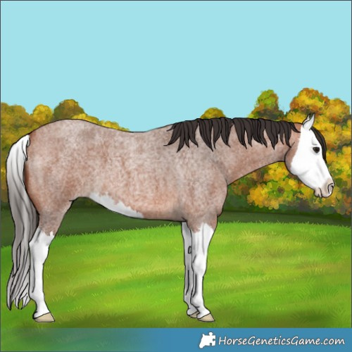 Horse Color:Bay Roan Splash 
