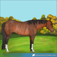 Horse Color:Bay Rabicano 