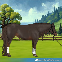 Horse Color:Liver Chestnut Rabicano 