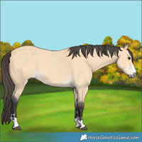 Horse Color:Buckskin 