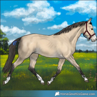 Horse Color:Buckskin 