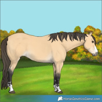 Horse Color:Buckskin 
