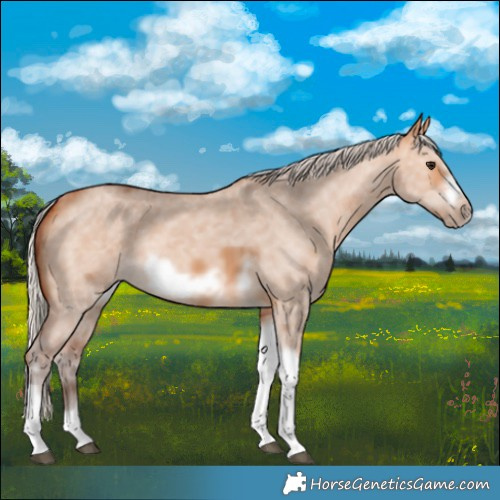 Horse Color:Silver Bay Dun Sabino Tobiano Frame Rabicano