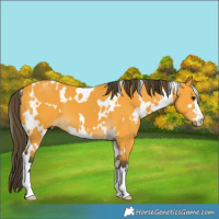 Horse Color:White Spotted Buckskin 
