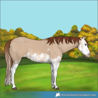 Horse Color:Red Dun Splash  and Red Dun Splash 