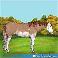 Horse Color:Red Dun Splash  and Red Dun Splash 