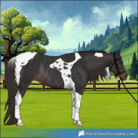 Horse Color:Liver Chestnut Tobiano Rabicano 