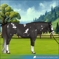 Horse Color:White Spotted Liver Chestnut Splash 