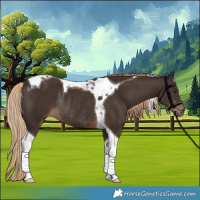 Horse Color:Liver Chestnut Tobiano Rabicano 