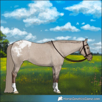 Horse Color:Liver Red Dun Appaloosa 