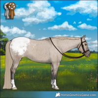 Horse Color:Liver Red Dun Appaloosa Brindle 