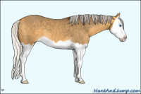 Horse Color:Silver Buckskin Dun Splash