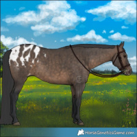 Horse Color:Brown Dun Blanket Brindle 