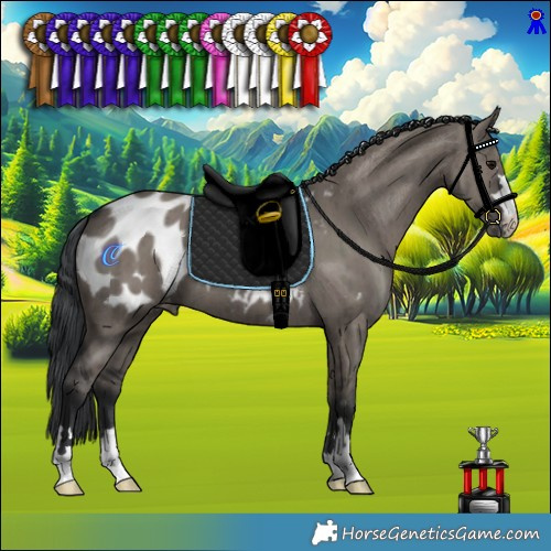 Horse Color:Grullo Appaloosa Brindle 