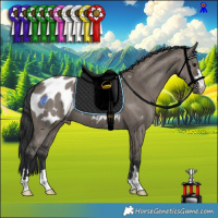 Horse Color:Grullo Appaloosa Brindle