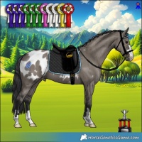 Horse Color:Grullo Appaloosa Brindle