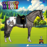 Horse Color:Grullo Appaloosa Brindle 