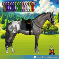 Horse Color:Grullo Appaloosa Brindle 