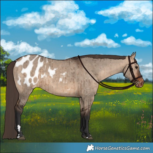 Horse Color:Bay Dun Appaloosa Brindle