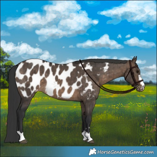 Horse Color:Brown Dun Appaloosa Brindle