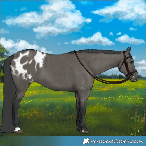 Horse Color:Grullo Appaloosa Brindle 
