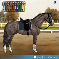 Horse Color:Brown Dun Appaloosa Brindle 