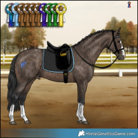 Horse Color:Brown Dun Appaloosa Brindle 